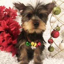 Yorkshire Terrier Puppy Leona