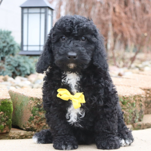 Poodle Puppy Nolan