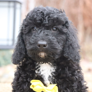 Poodle Puppy Nolan