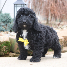 Poodle Puppy Nolan