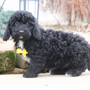 Poodle Puppy Nolan