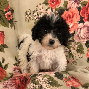 Labradoodle Puppy Lydia