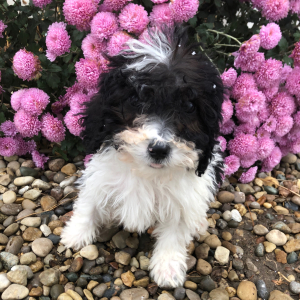 Labradoodle Puppy Lydia