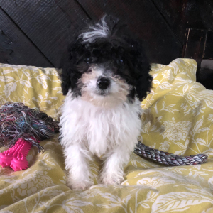 Labradoodle Puppy Lydia