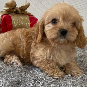 Cavapoo Puppy Teresa