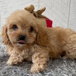 Cavapoo Puppy Teresa