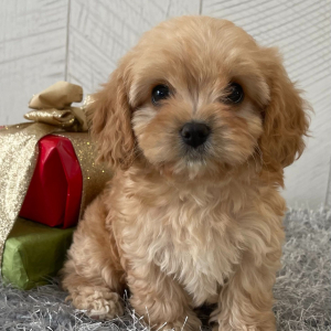 Cavapoo Puppy Teresa