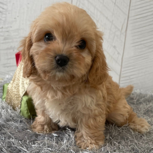 Cavapoo Puppy Teresa