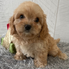 Cavapoo Puppy Teresa
