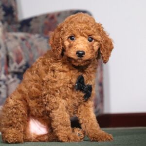 Poodle Puppy Wanderer