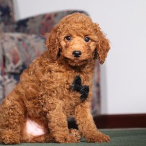 Poodle Puppy Wanderer