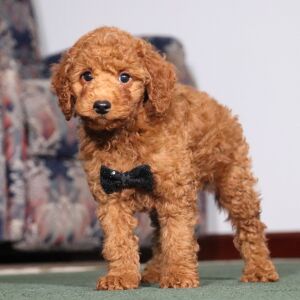 Poodle Puppy Wanderer