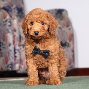 Poodle Puppy Wanderer