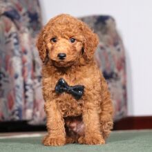 Poodle Puppy Wanderer