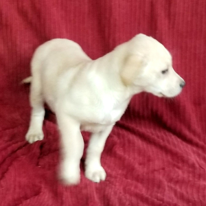 Labrador Retriever Puppy Frosty