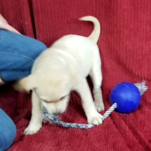 Labrador Retriever Puppy Frosty