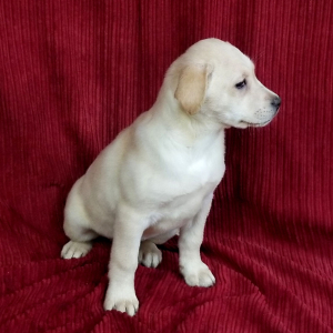 Labrador Retriever Puppy Frosty
