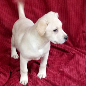 Labrador Retriever Puppy Frosty