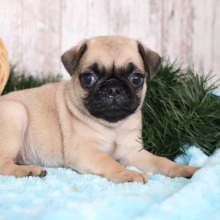 Pug Puppy Suki