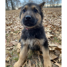 German Shepherd Dog Puppy Black Flame
