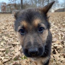 German Shepherd Dog Puppy Black Flame