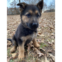 German Shepherd Dog Puppy Black Flame