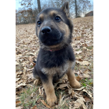 German Shepherd Dog Puppy Black Flame