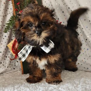 Shihpoo Puppy Frankie