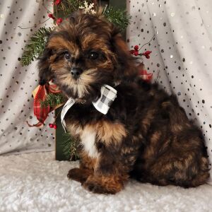 Shihpoo Puppy Frankie
