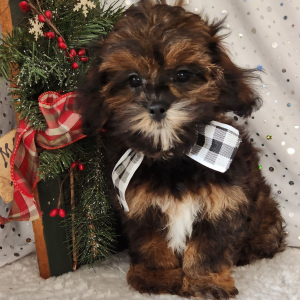 Shihpoo Puppy Frankie