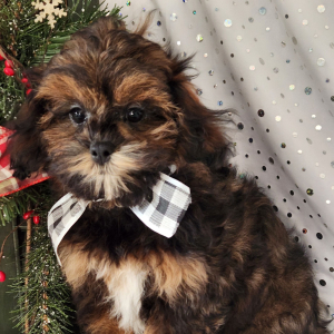 Shihpoo Puppy Frankie