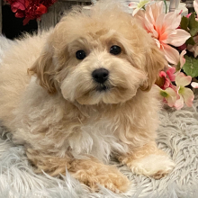 Bichonpoo Puppy Fawn