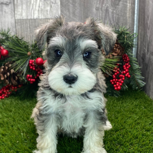 Miniature Schnauzer Puppy Kiera