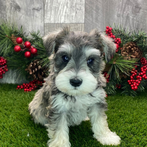 Miniature Schnauzer Puppy Kiera