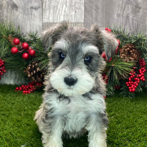 Miniature Schnauzer Puppy Kiera