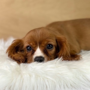Cavalier King Charles Spaniel Puppy Lucy