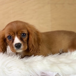 Cavalier King Charles Spaniel Puppy Lucy