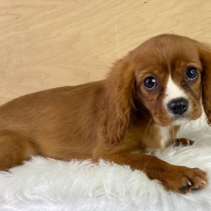 Cavalier King Charles Spaniel Puppy Lucy