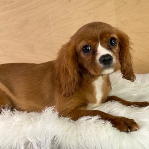 Cavalier King Charles Spaniel Puppy Lucy