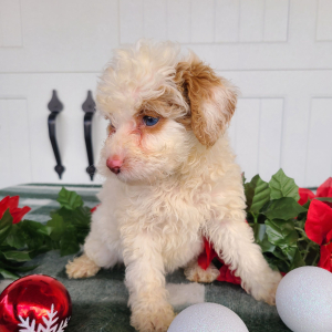 Goldendoodle Puppy Lilac