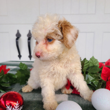 Goldendoodle Puppy Lilac