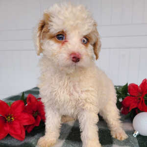 Goldendoodle Puppy Lilac