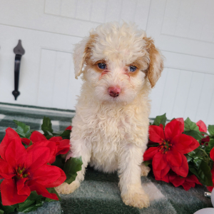 Goldendoodle Puppy Lilac