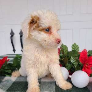 Goldendoodle Puppy Lilac