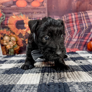 Scottish Terrier Puppy Rogue