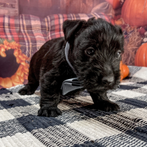 Scottish Terrier Puppy Rogue