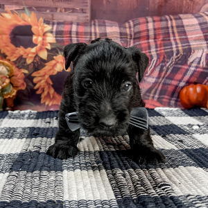 Scottish Terrier Puppy Rogue