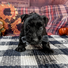Scottish Terrier Puppy Rogue