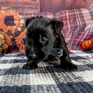 Scottish Terrier Puppy Rogue
