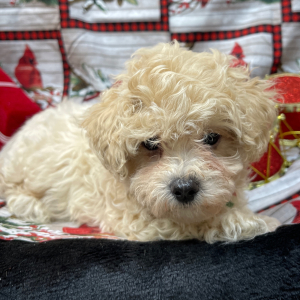 Maltipoo Puppy Rip